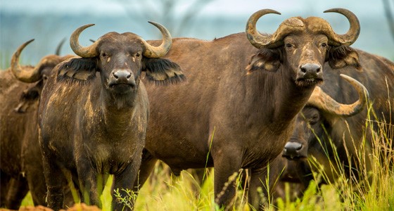 Buffalo - Tanzania