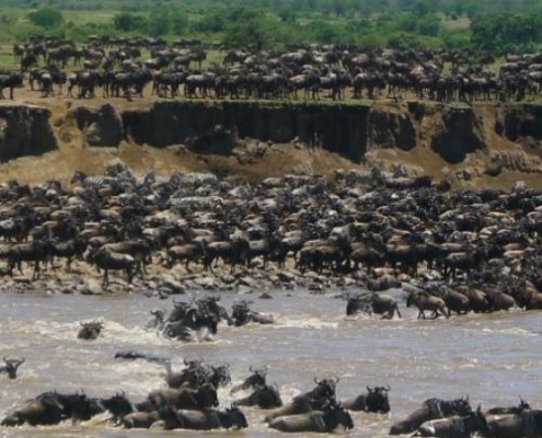Serengeti Migration - Wildebeest Crossing