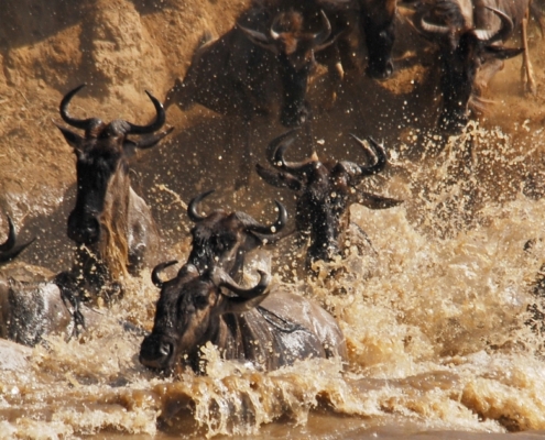 Close up of wildebeest herds making epic river crossings over the Mara or Grumeti Rivers in the Serengeti, Tanzania.